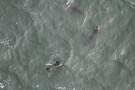 Missing Picture